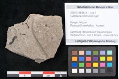 Foto (Objekt + Etikett) von Cystoseira communis Unger (NHMW-GEO-2024-0188-6644)